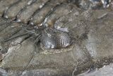 Large, Dalmanites Trilobite - New York #42683-4